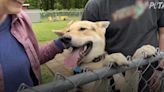 La tierna reacción del perro que vivió cuatro años en una jaula al aire libre cuando llegó a su nuevo hogar