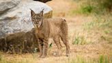 Andalucía, la comunidad autónoma con mayor número de linces de España