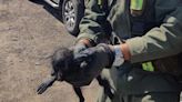 Rescataron a un mono carayá bebé en un control vial en Chaco
