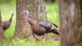 Agency offers tips on checking in turkeys |