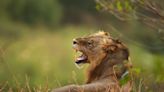 Lions did not escape from Mississippi's Jackson Zoo; photo is from 2015 in Africa | Fact check