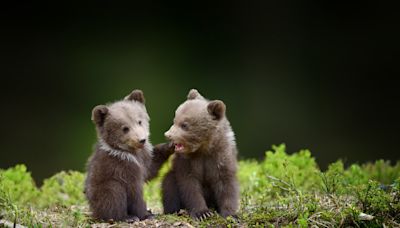 Photographer’s Video of Two Brown Bear Cubs Playing Like Human Kids Is Everything