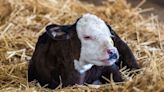 Tiny faces draw large crowds at LA County Fair’s Big Red Barn