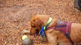 Rhode Island Zoo Working with Trained Search Dog Named Newt to Help Track and Save Turtles