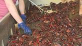 Congresswoman Julia Letlow announces relief for Louisiana crawfish farmers