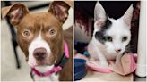 KCAS Pets of the Week: Millie and Magnolia