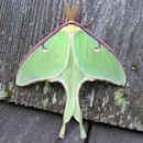 Luna moth