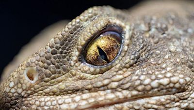 Ancient three-eyed reptiles get new home at Chester Zoo