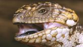 What Reptiles That Never Age Can Tell Us About Longevity