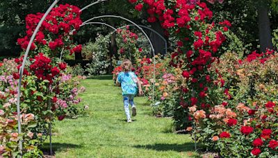 Roses bloom, opening their summer season at Hershey Gardens, a tradition since 1937