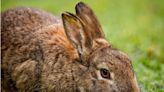 Humane Society of the United States Announces Bill Would Ban Wildlife Killing Contests on Public Lands – California Cosponsors Include...