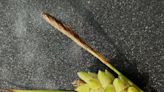 Stem shape, flowers and fruit help identify grasses from sedges | Mystery Plant