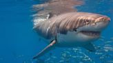 13 Sharks Off Brazil Coast Test Positive For Cocaine - News18