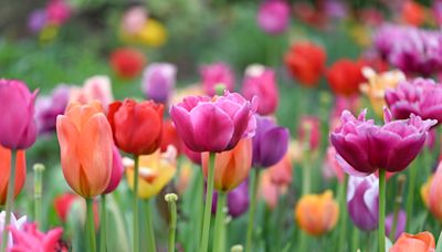 El cambio climático y el Brexit amenazan a los tulipanes de Países Bajos