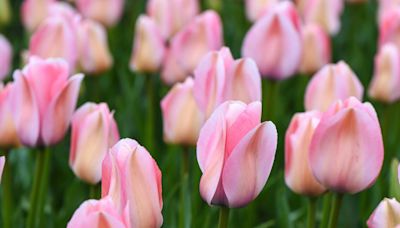 When is the best time to plant spring-flowering bulbs?