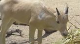 Walt Disney World celebrates Mother's Day with birth of rare antelope