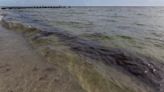 Beaches are clearing up as sargassum blobs disappear. What this means for Southwest Florida