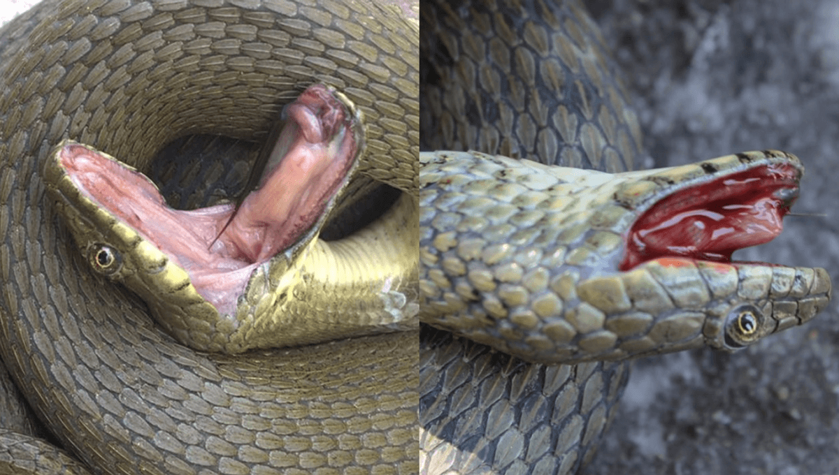 Incredible Snake Actors Smear Themselves In Blood And Poop To Play Dead