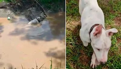 Nemo, el perro ciego que superó el abismo: de nadar por su vida a encontrar el amor en un refugio