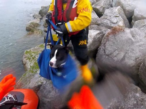 Dog and owner rescued by lifeboat after getting stranded on rocks