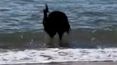 'World's most dangerous bird': Video shows cassowary emerging from ocean off Australia coast