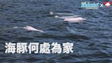 《情常在》 「海豚何處為家」