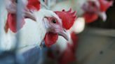 Bird flu: How common is the virus among humans and what are the symptoms?