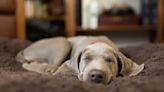 Melatonin For Dogs: Uses, Dosage, and Side Effects