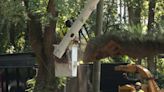 Crews remove/trim damaged live oaks in midtown Mobile due to safety hazards