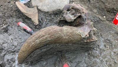 Mammoth graveyard yields more fossil wonders