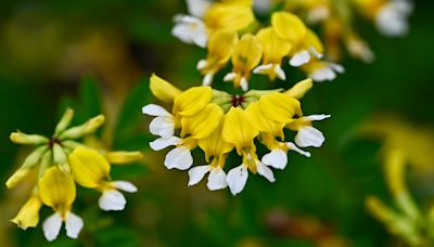 Researchers studying long-term prospects for Nanaimo's official flower