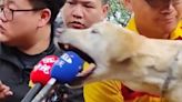 台灣花蓮地震｜搜救犬Roger一咬成名 登CNN國際首頁(有片) | am730