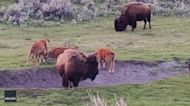 Bison Calves Seen Jumping and Playing in Yellowstone National Park