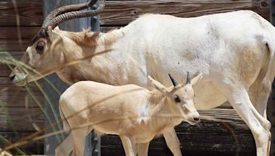 Rare Animal at Disney's Animal Kingdom Gives Birth in Time to Celebrate Mother's Day