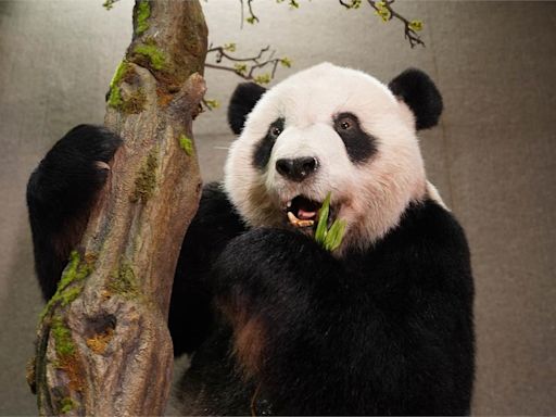 大貓熊「團團」回來了！ 標本明日將於台北動物園亮相