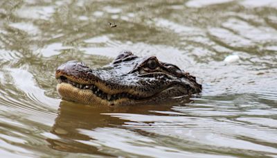 Stop asking your alligator-less friends when they are going to get an alligator