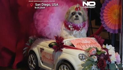 NO COMMENT: Los perros de San Diego se pavonean en el baile de graduación