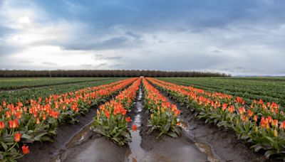 Portland’s spring weather continues cool, cloudy, with showers Monday