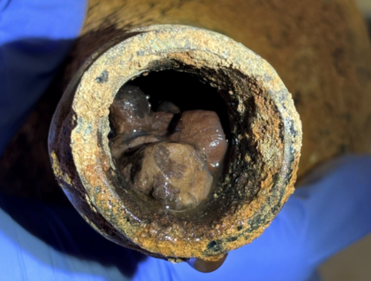 "Perfectly preserved" 18th century cherries found in George Washington's Mount Vernon basement