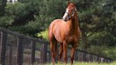 Justify's Connections Appeal Santa Anita Derby Disqualification