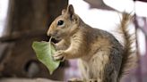 The 2p trick stops pesky squirrels digging up your plants