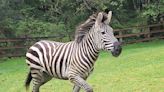 Zebra remains on the loose in Washington state as officials close trailheads to keep people away