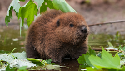 Rescued Beaver's Cute Little Noises While Falling Asleep Are Giving People the Feels