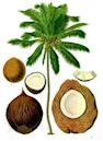 Coconut