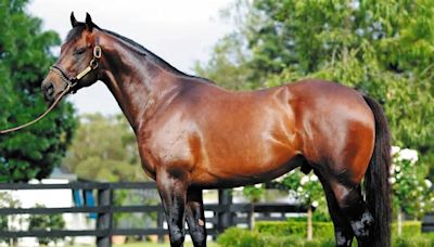 I Am Invincible And Snitzel The Most Expensive Stallions In Australia For 2024