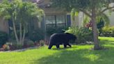 "Decepción" y polémica por ley firmada por DeSantis que permite matar osos en Florida