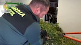 Spanish police seize mistletoe haul and warn against Christmas foraging