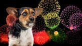 Boom! Woof! Here's how to keep dogs safe and calm during NJ's July 4 fireworks