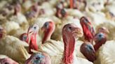Talking turkey is big business in North Carolina. Here's why.