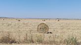 La sequía cambia el paisaje agrícola de la provincia de Albacete: cada vez se cultivan menos cereales y leguminosas